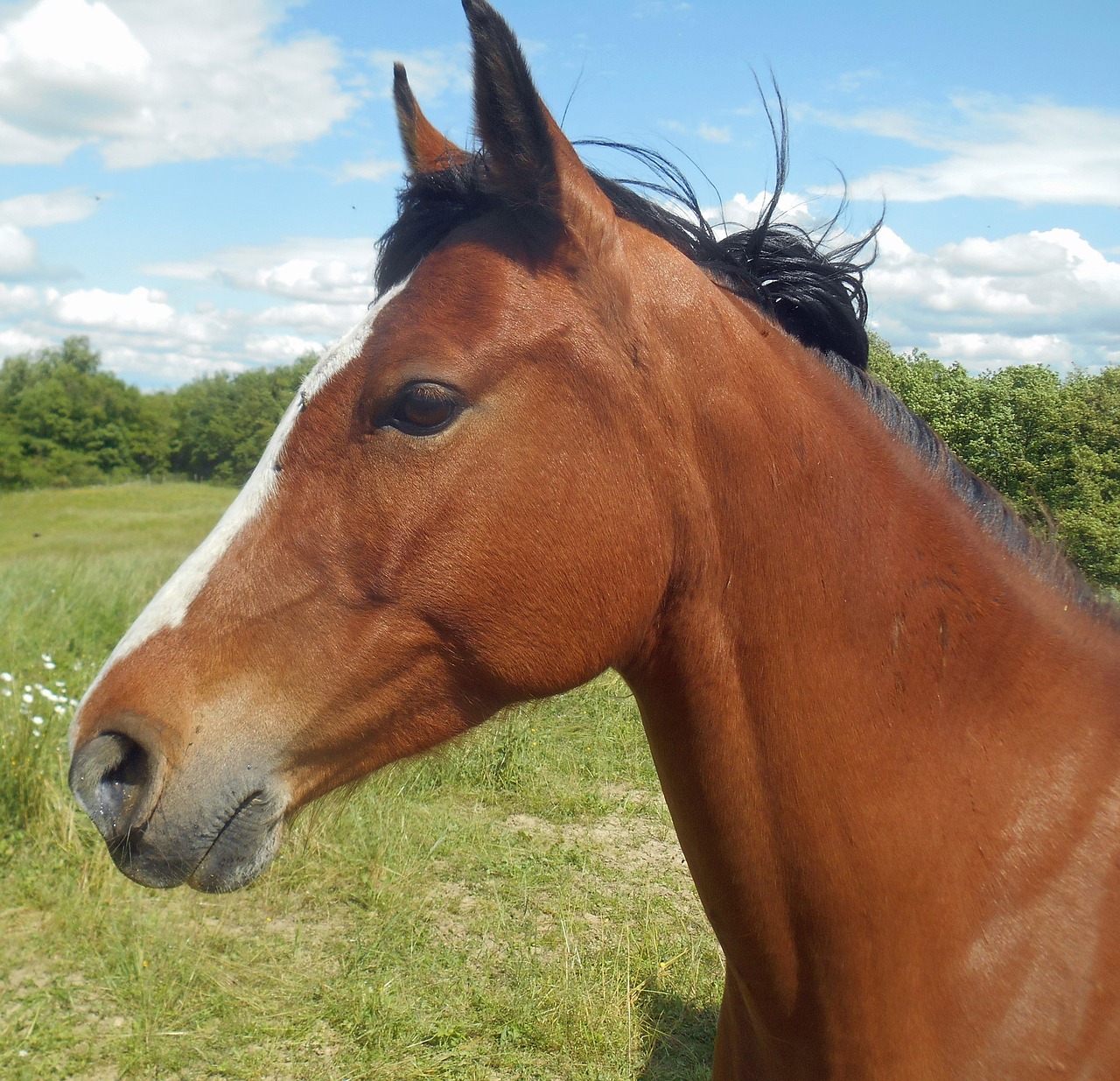 horse head equine free photo