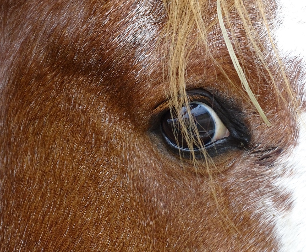 horse eye mane free photo