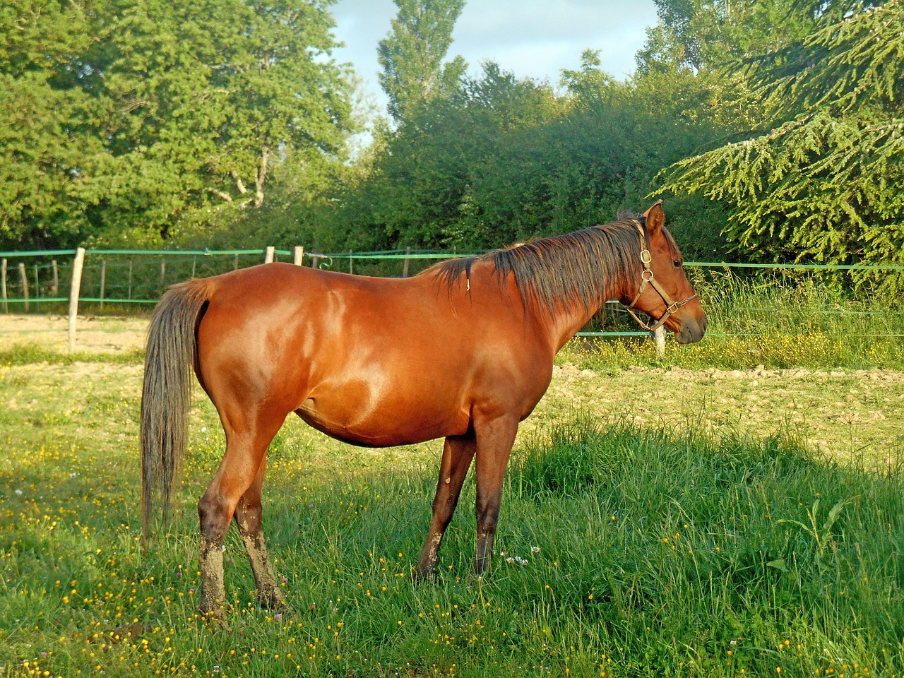 horse pure arab blood horse breeding free photo