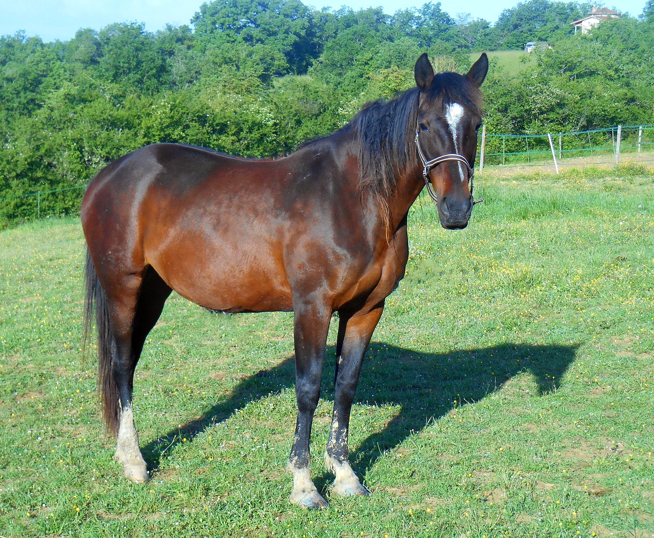 horse breeding breeding horses free photo