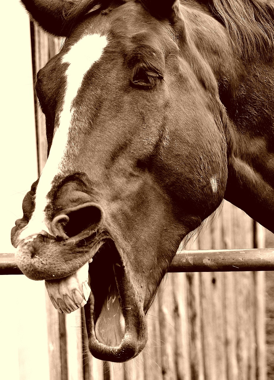 horse funny laugh free photo