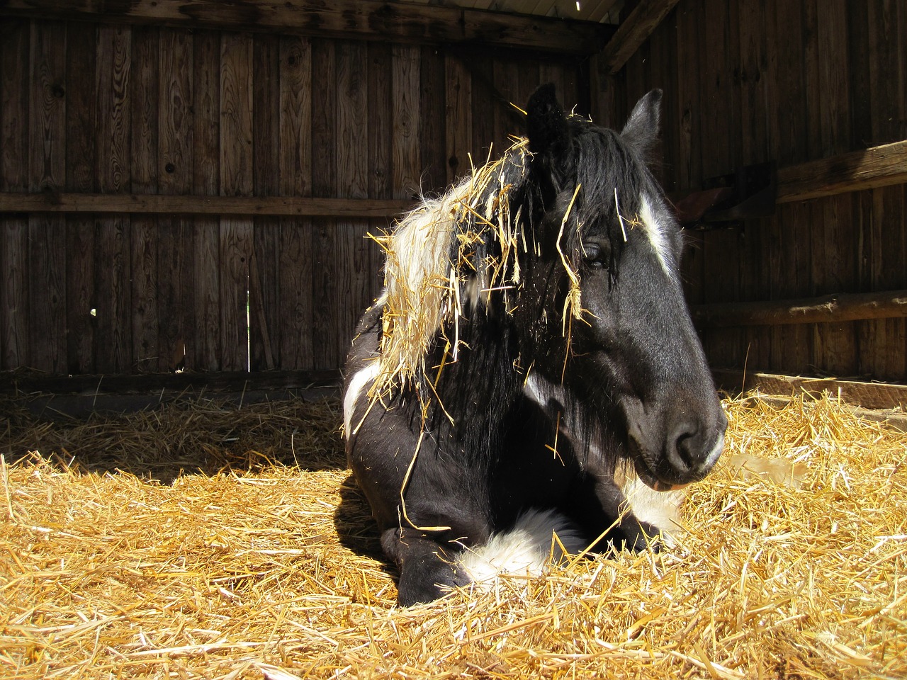 horse pinto black free photo