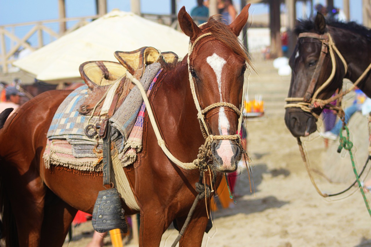 horse nature animals free photo