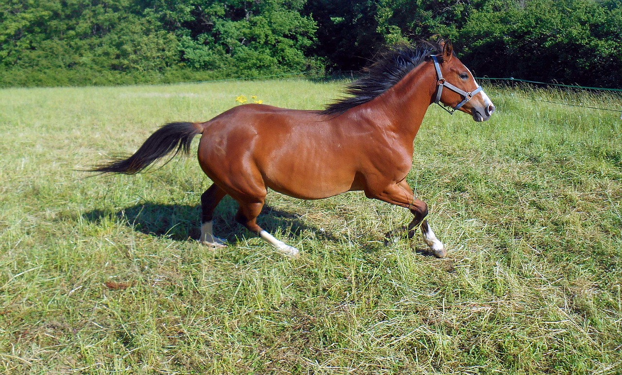 horse pure arab blood breeding free photo