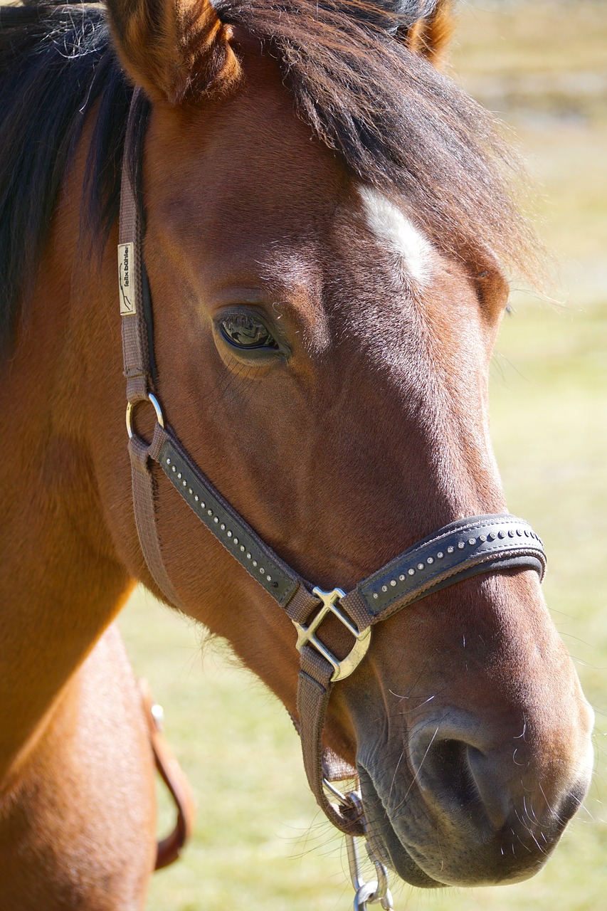 horse brown horse head free photo