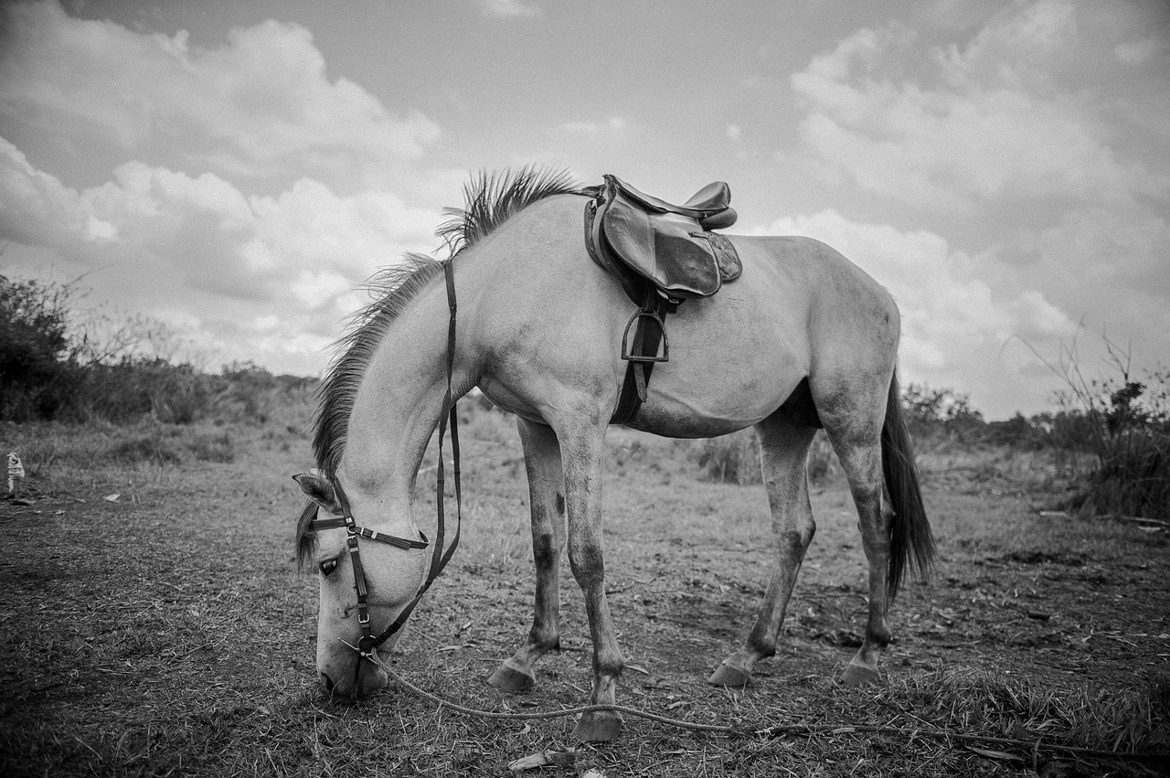 horse mammal people free photo