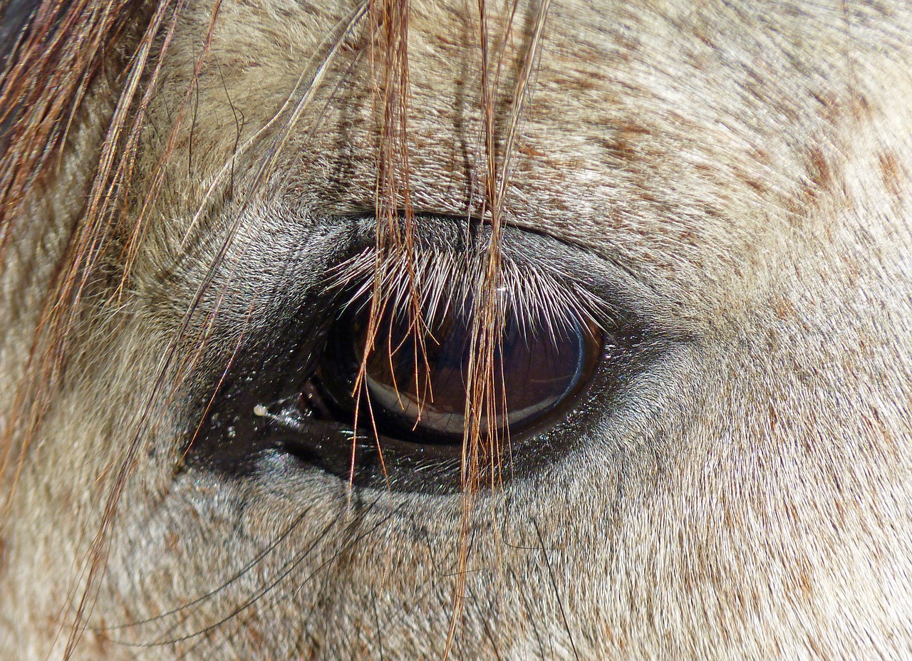 horse pure arab blood eye free photo