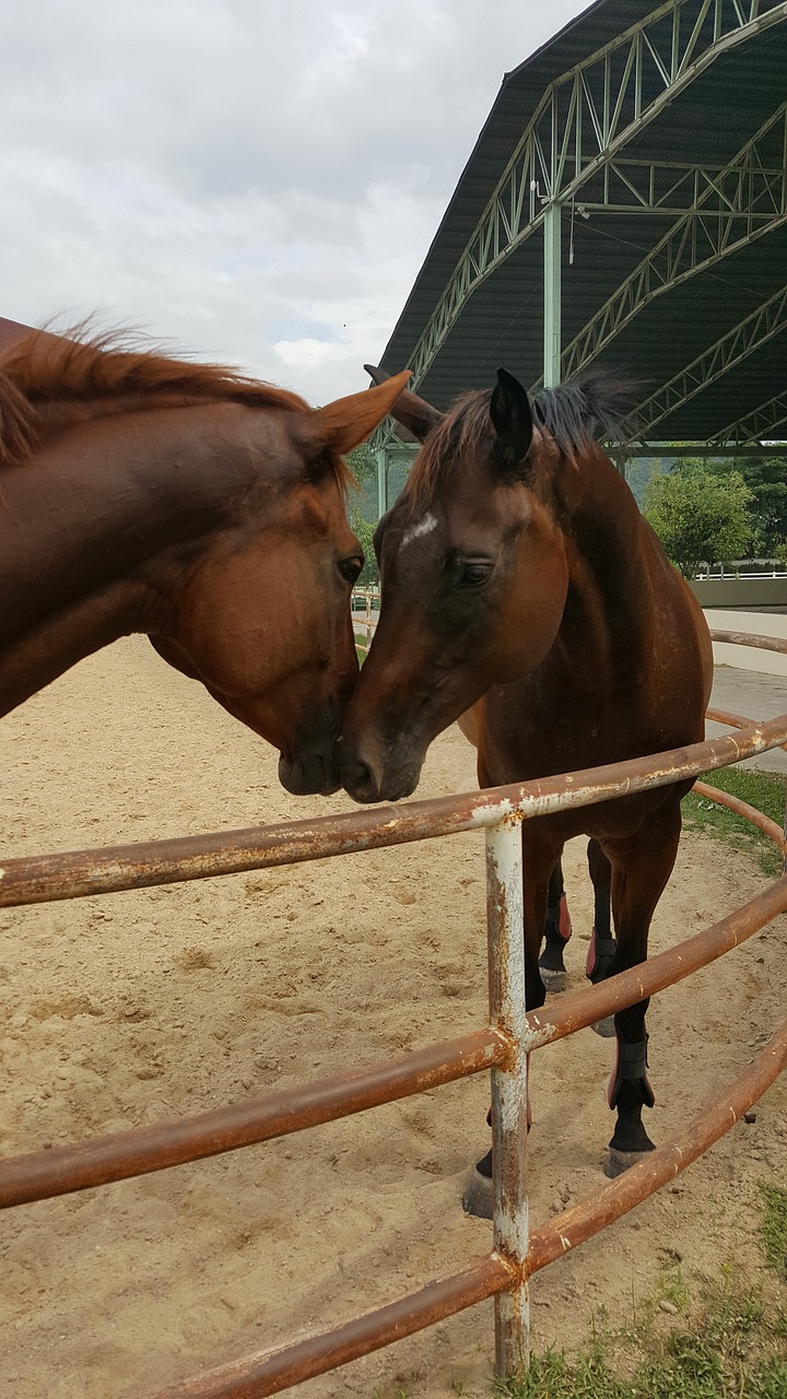 horse love friendship free photo