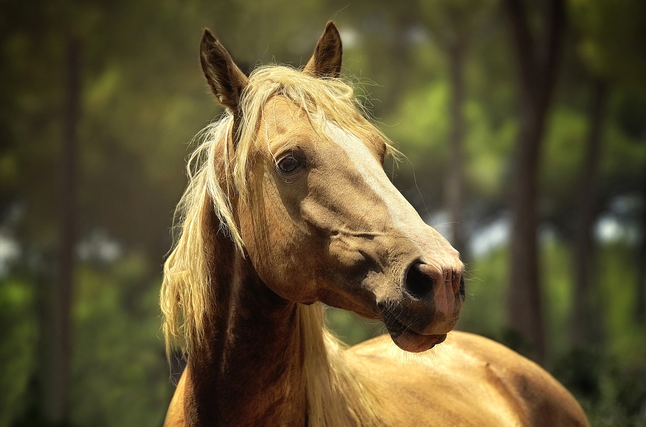 horse animals equine free photo