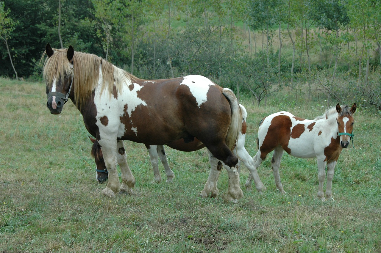 horse field animals free photo