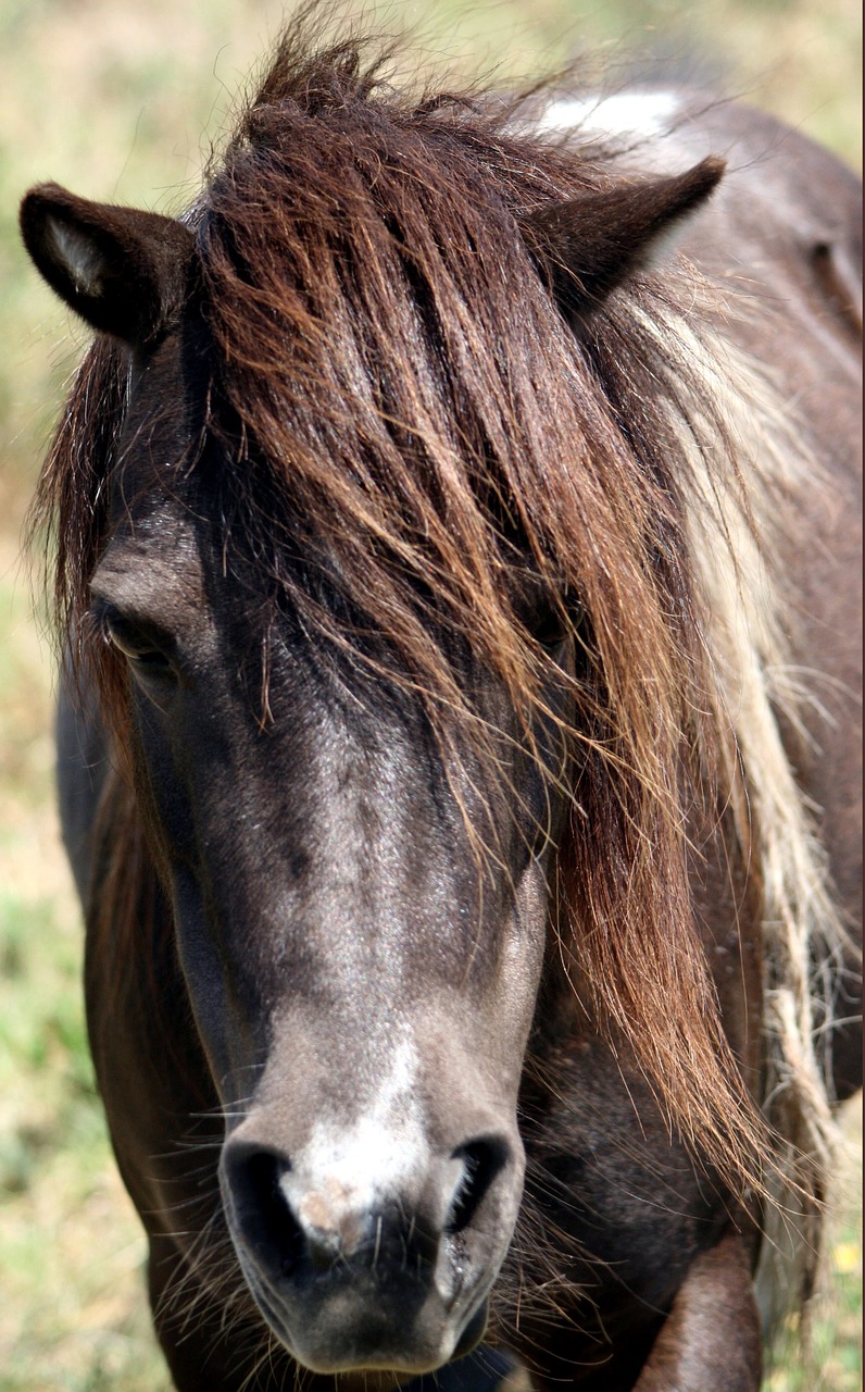 horse animal stallion free photo