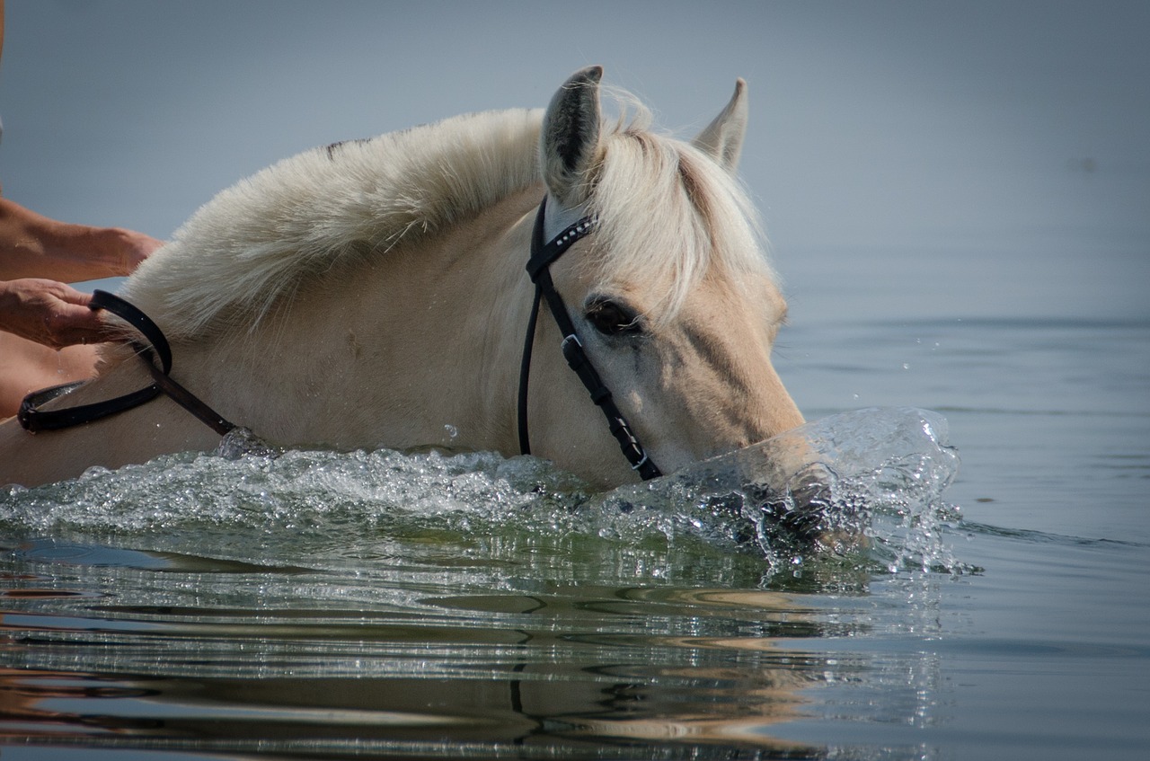 horse swimming horse beach free photo