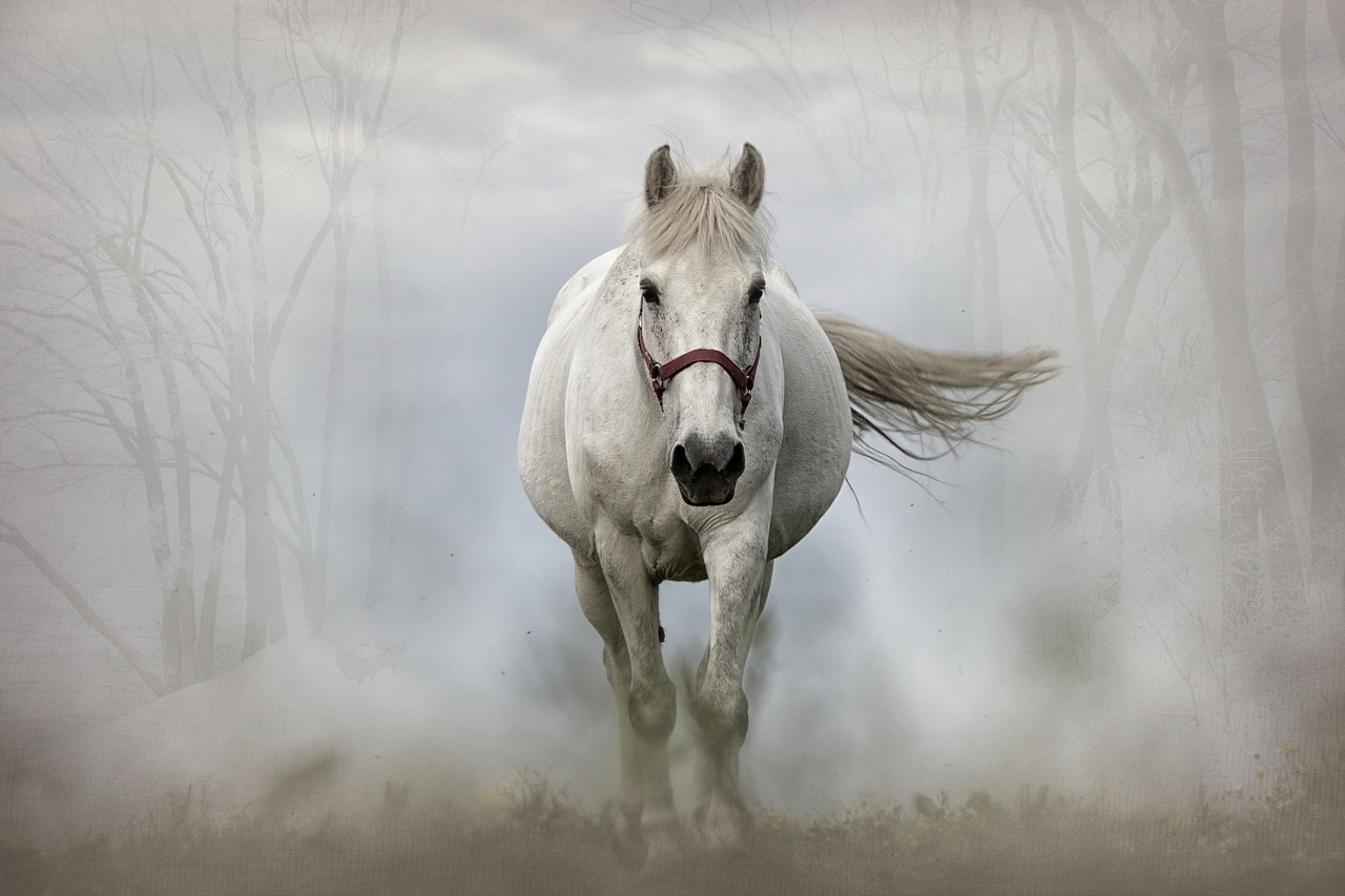 horse mammal white horse free photo