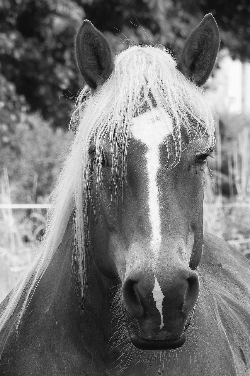 horse kaltblut animal portrait free photo