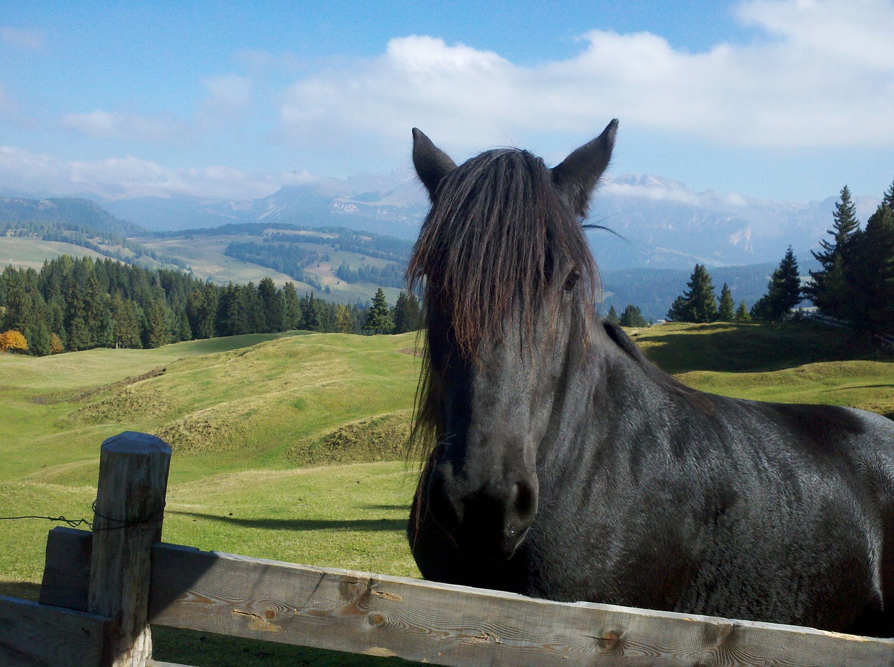 horse stallion black free photo