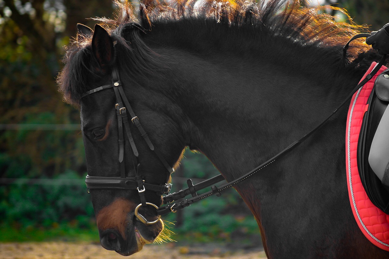 horse andalusians spanish free photo