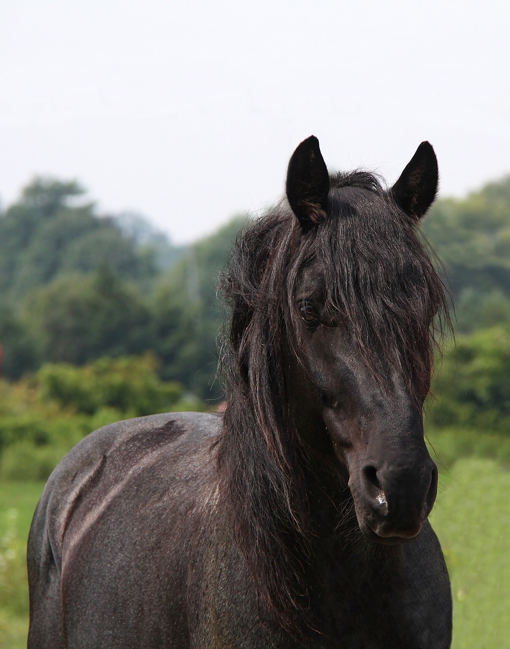 horse blue roan equus free photo