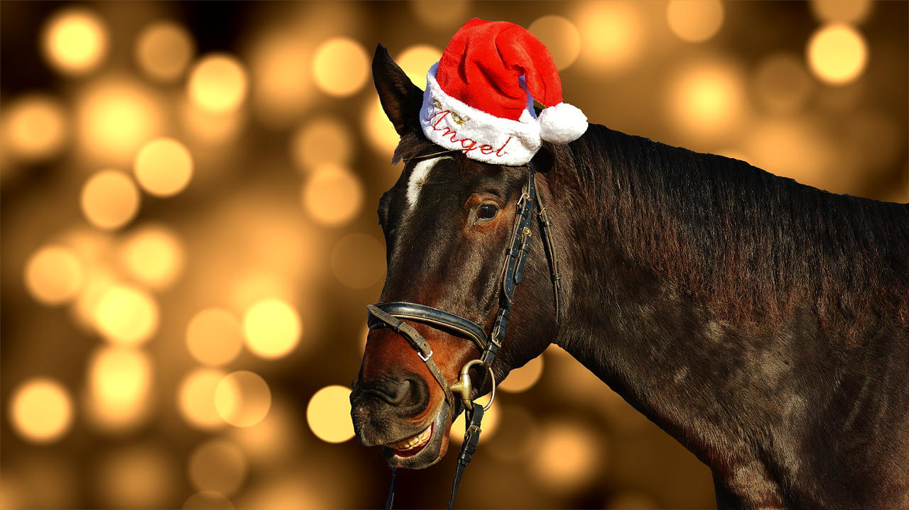 horse christmas santa hat free photo