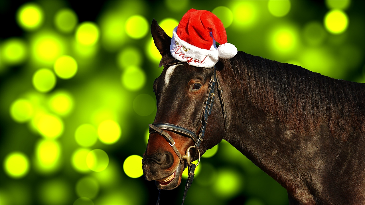 horse christmas santa hat free photo