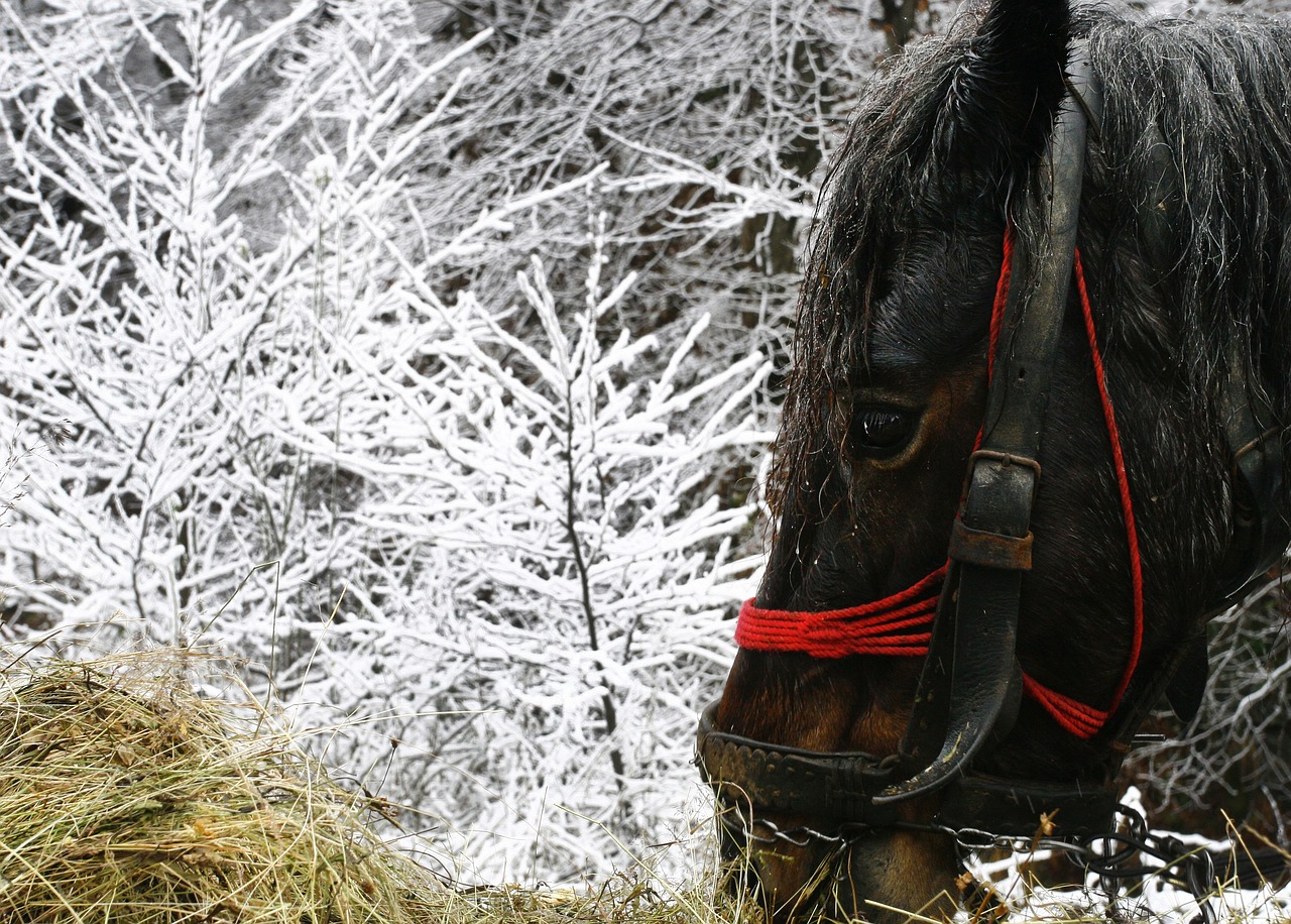 horse black winter free photo