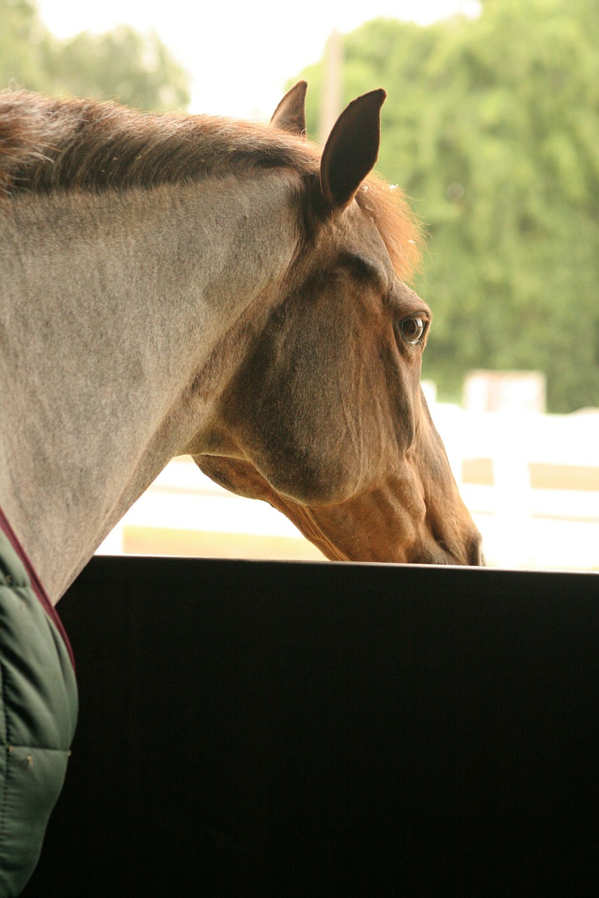 horse stall looking free photo