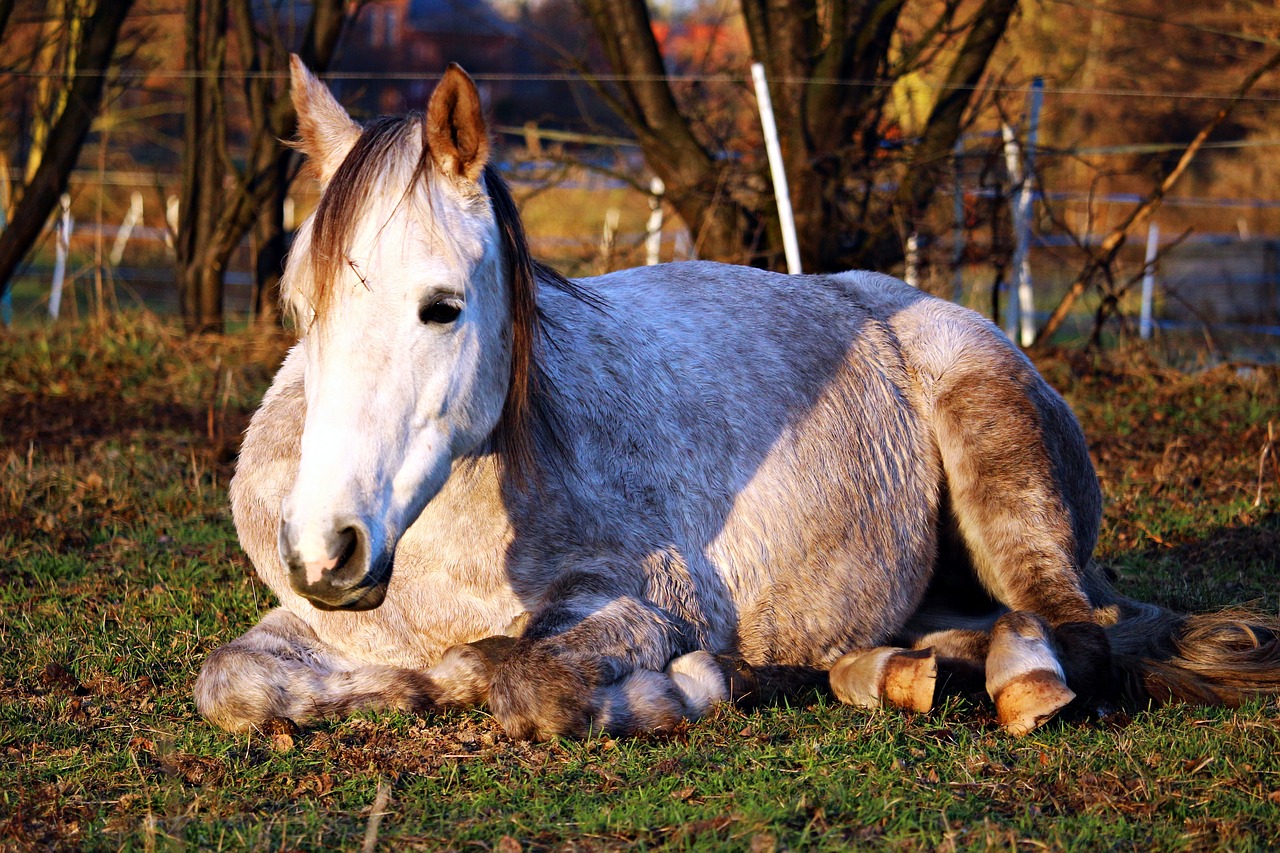 horse sleep mold free photo