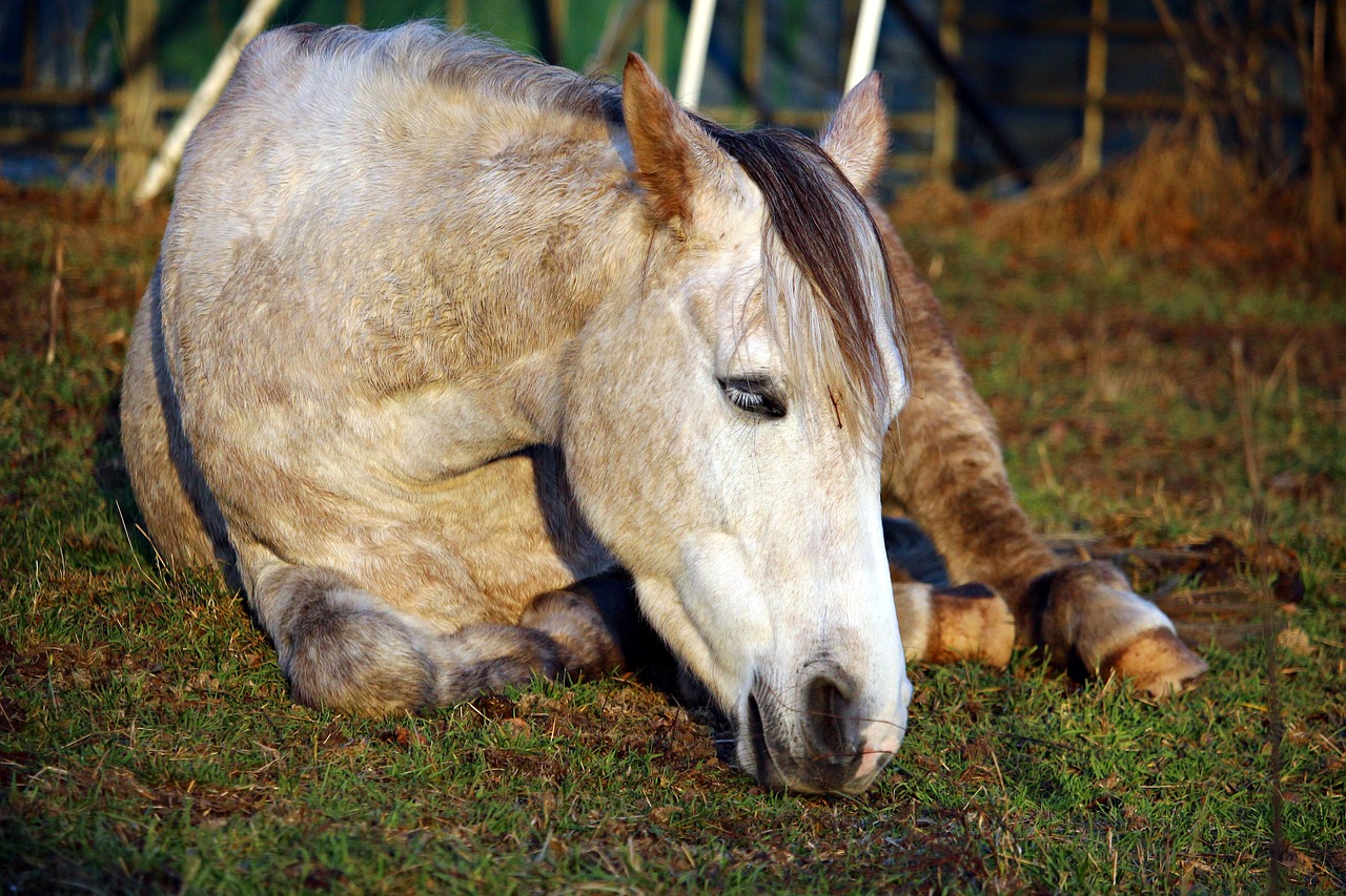 horse sleep thoroughbred arabian free photo