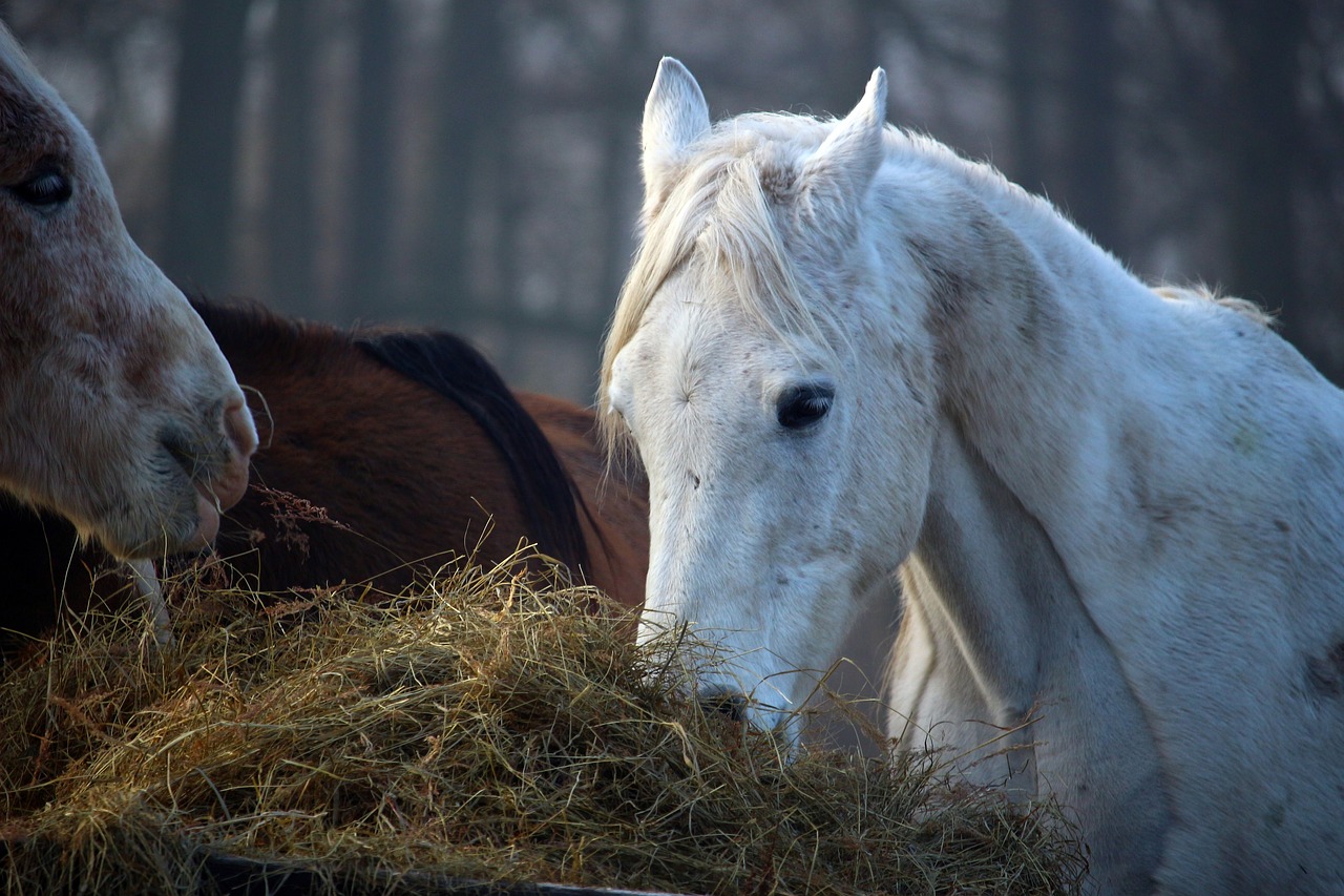 horse mold horse head free photo