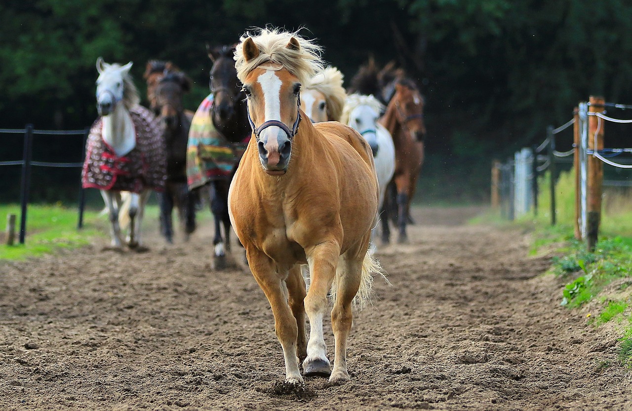 horse animal horses free photo