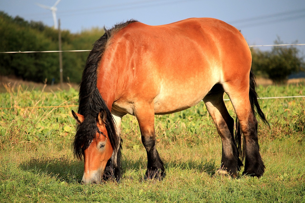 horse mare kaltblut free photo