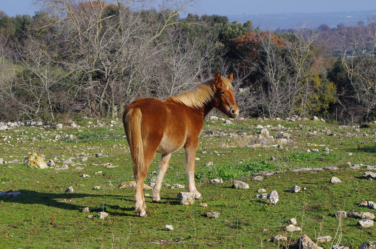 horse campaign farm free photo