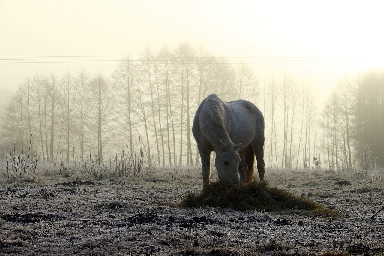 horse fog winter free photo