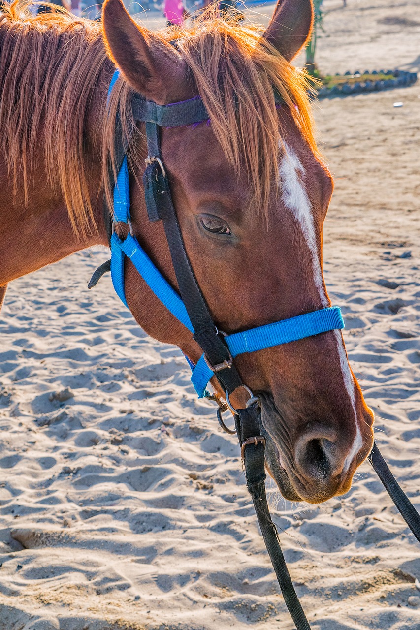 horse sand beach free photo