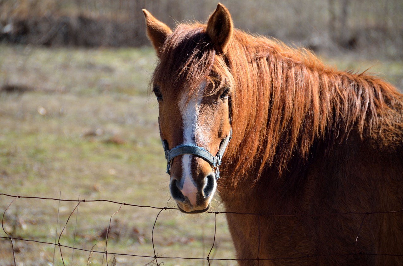 horse farm animal animal free photo