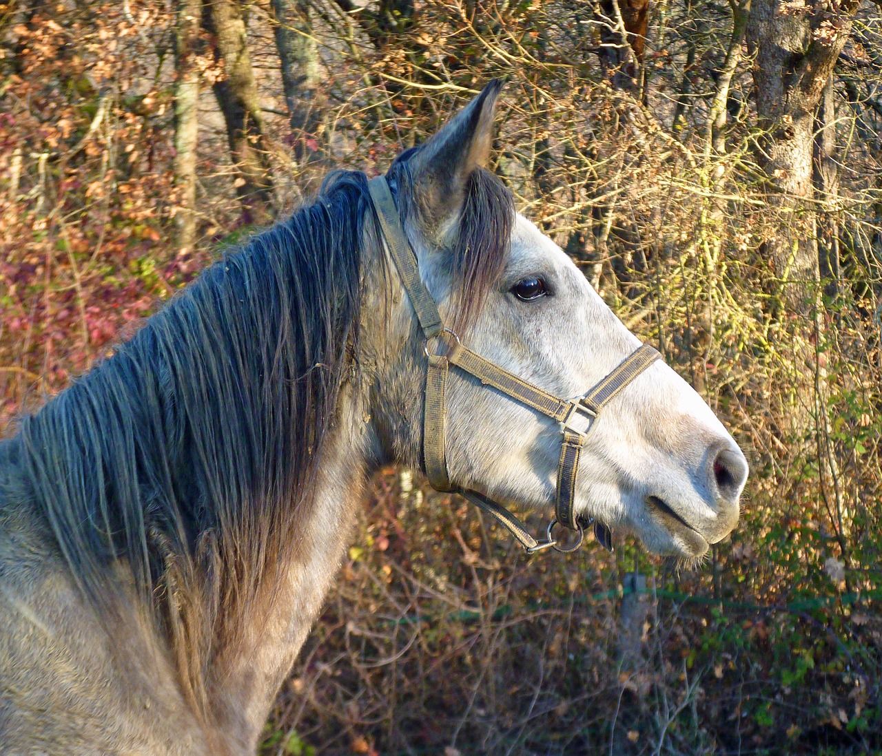 horse pure arab blood horses free photo