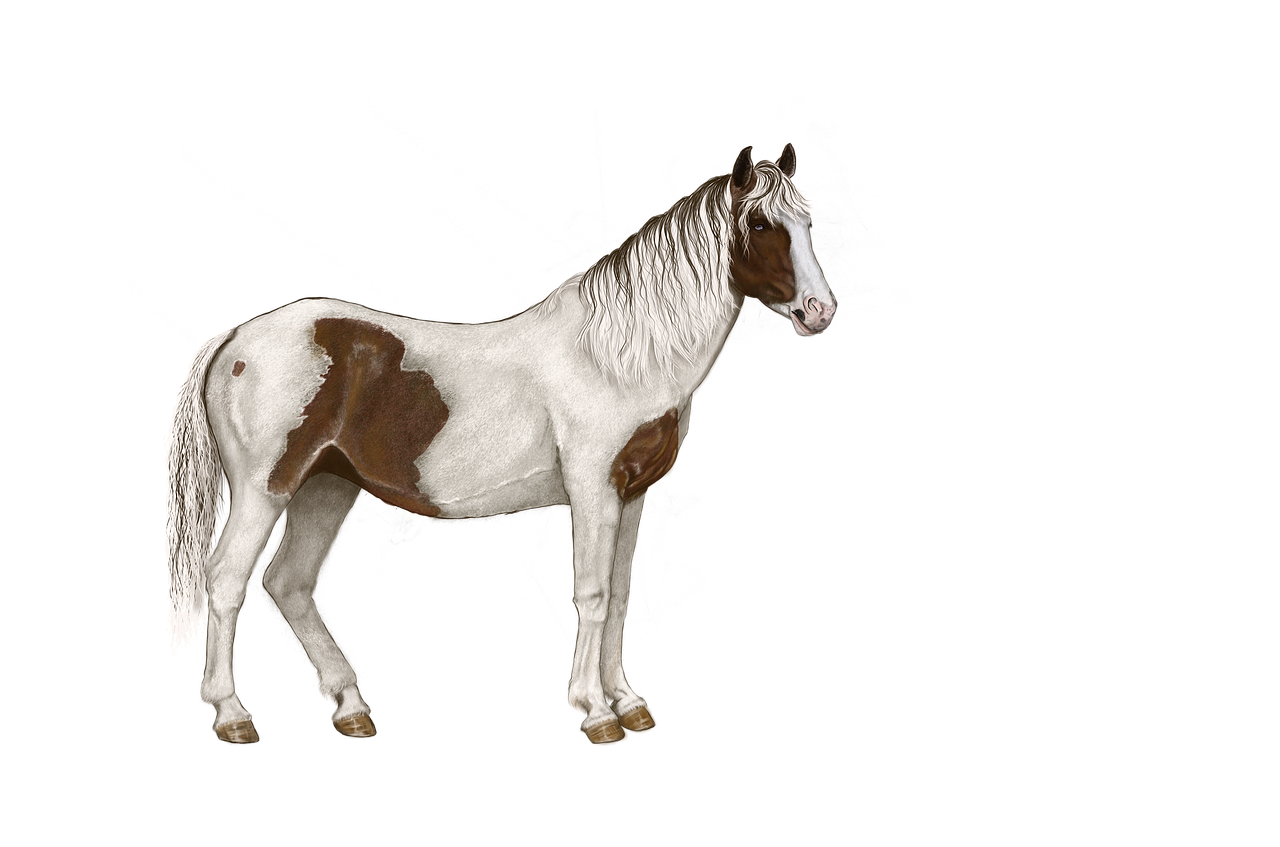 horse mottled white free photo