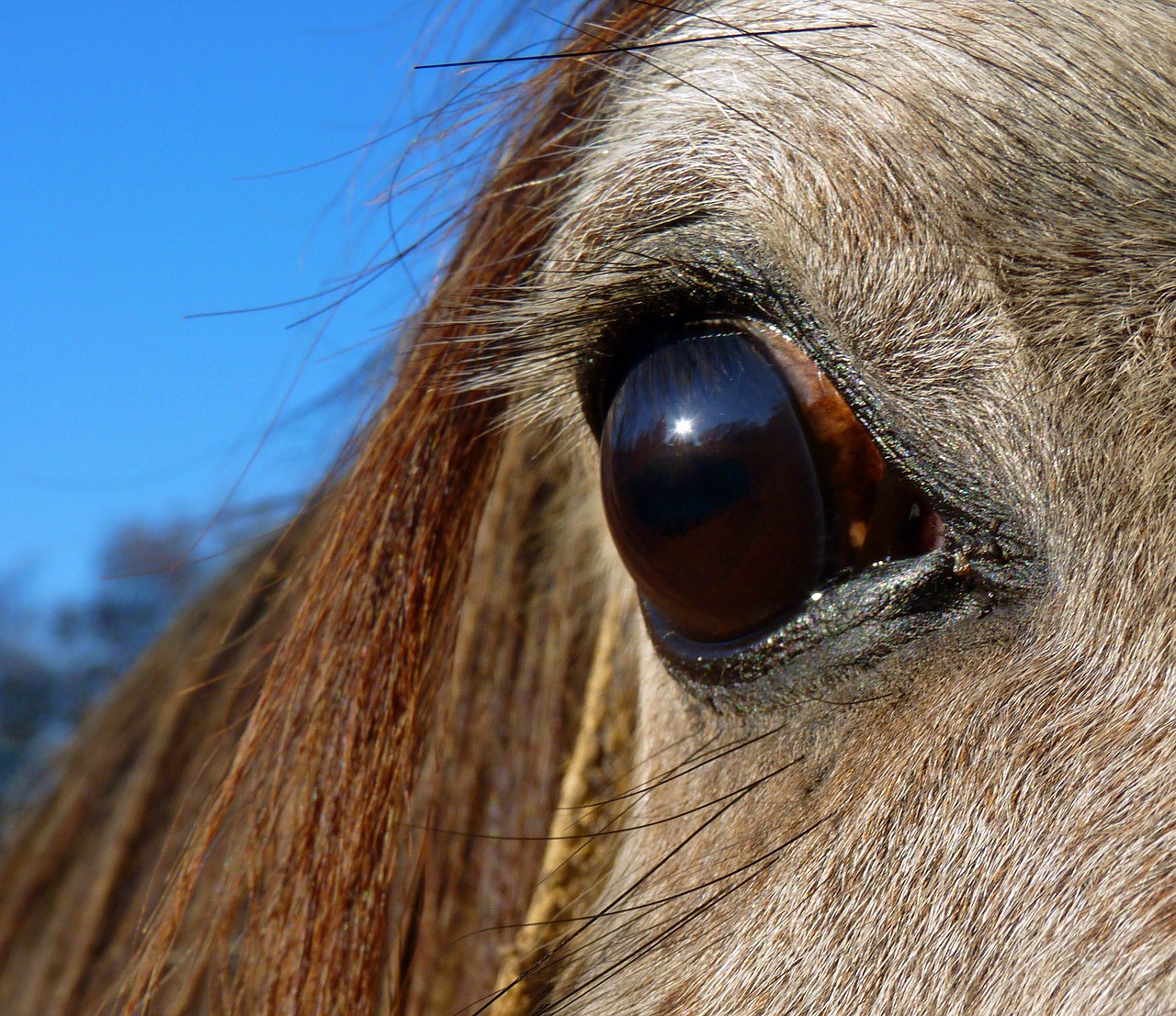 horse pure arab blood equine free photo