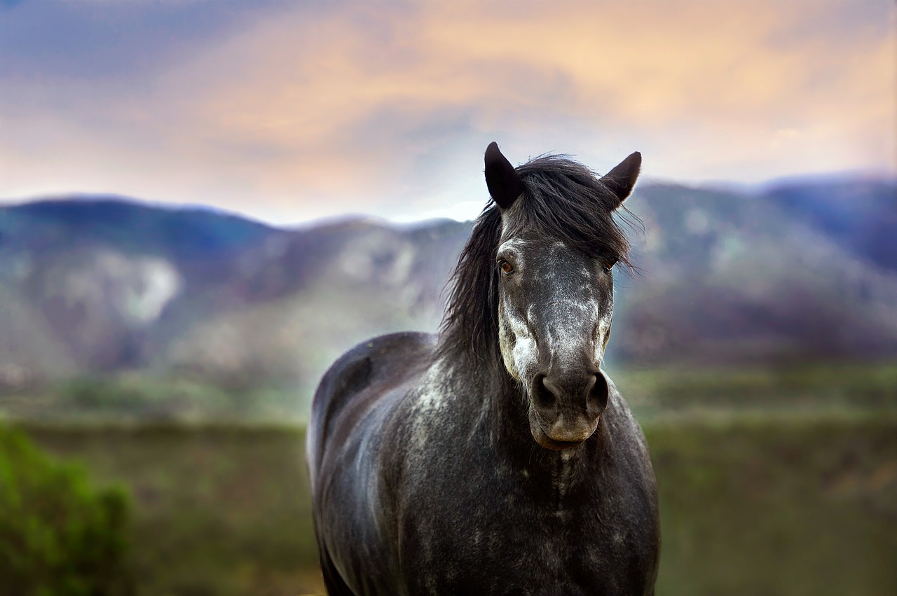 horse animal new mexico free photo