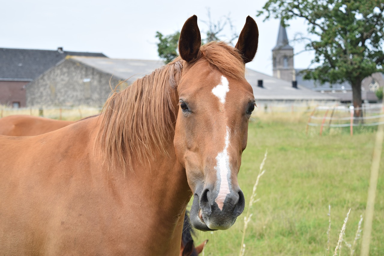 horse nature farm free photo