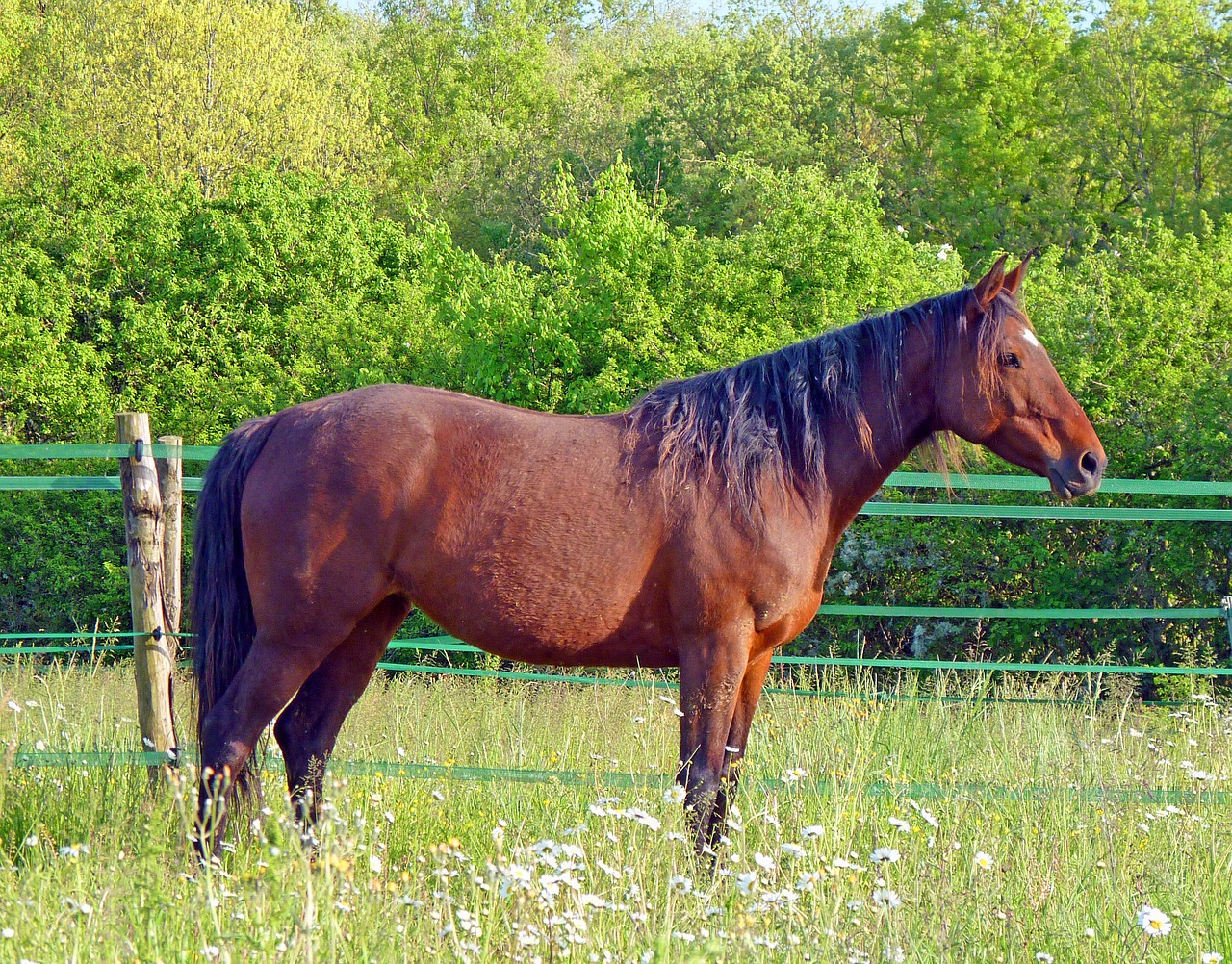 horse arabian warmblood nature free photo