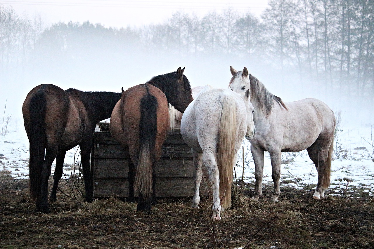horse fog frost free photo