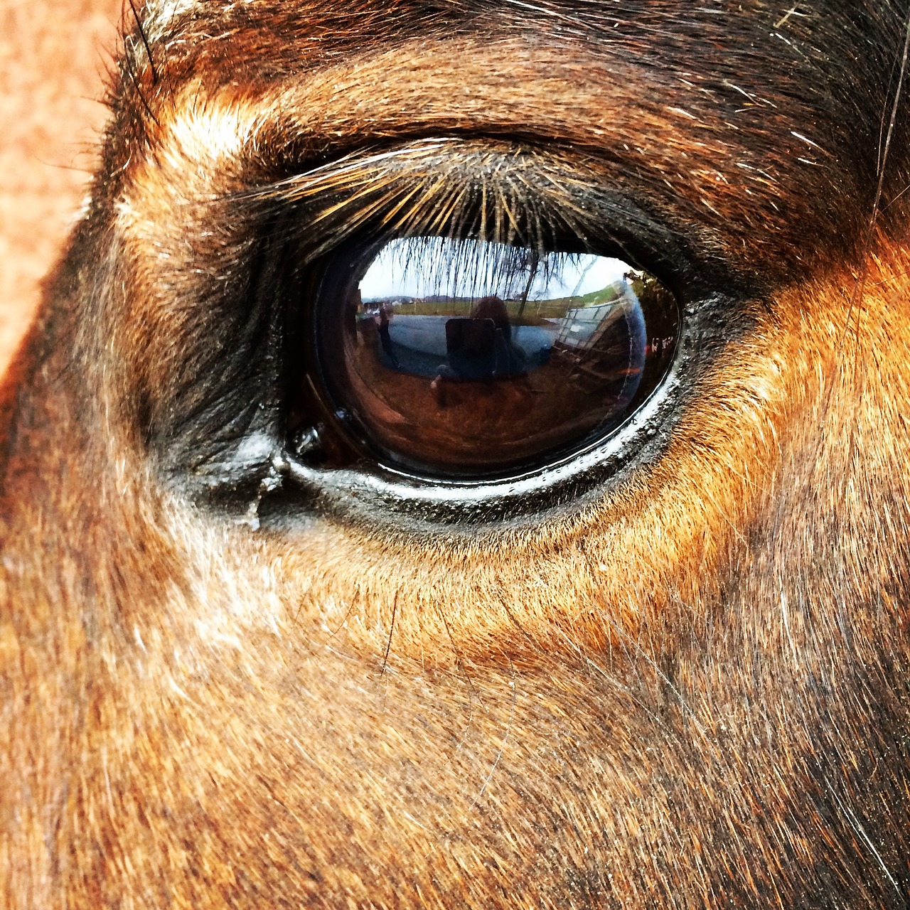 horse eye horse eye free photo