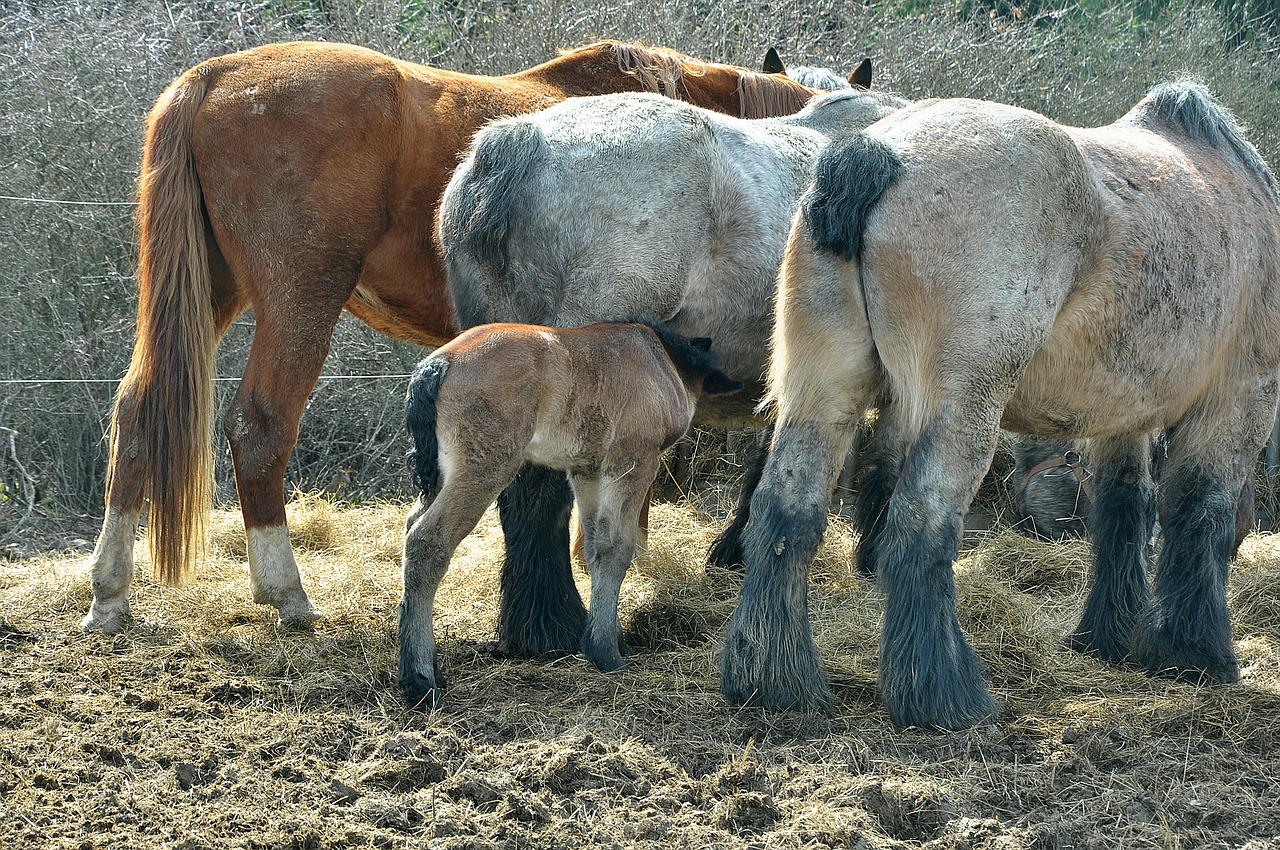 horse nature animal free photo