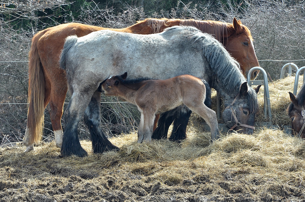 horse nature animal free photo