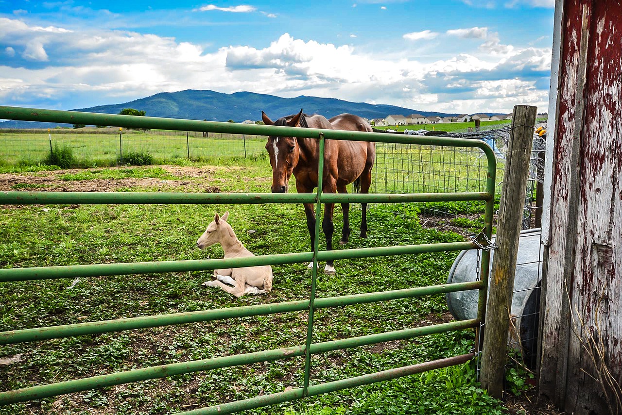 horse pony ranch free photo