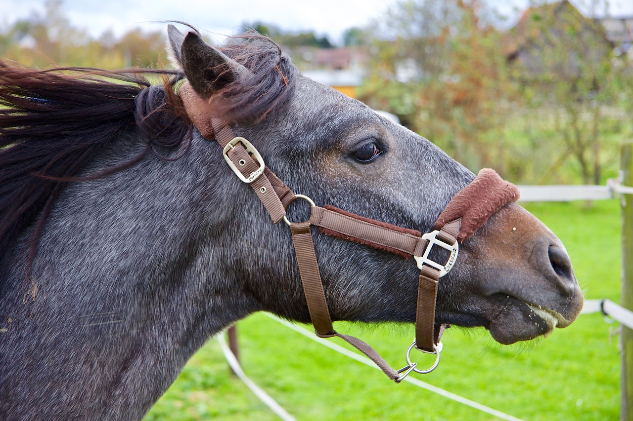 horse animal horse head free photo