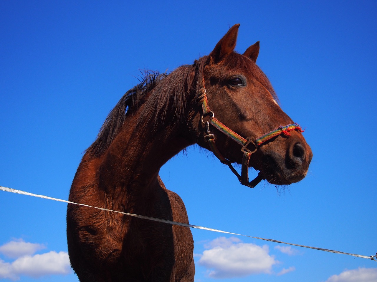 horse arabs quarterhorse free photo