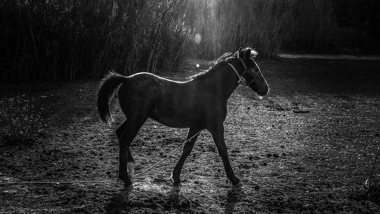 horse meadow countryside free photo