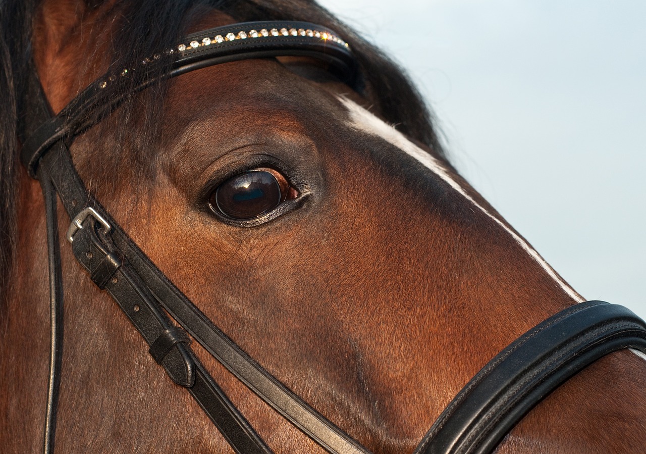 horse eye close up free photo