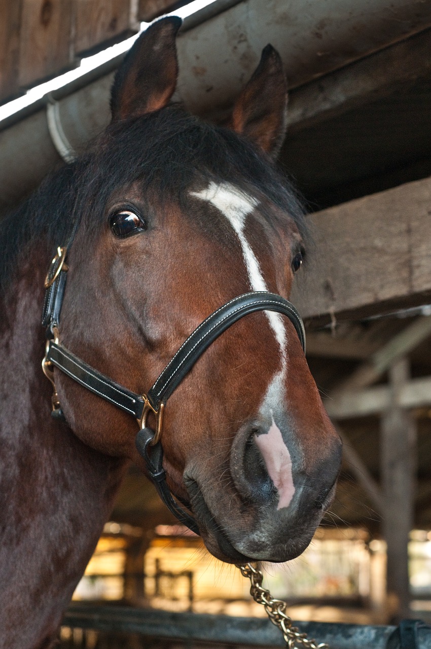 horse head close up free photo